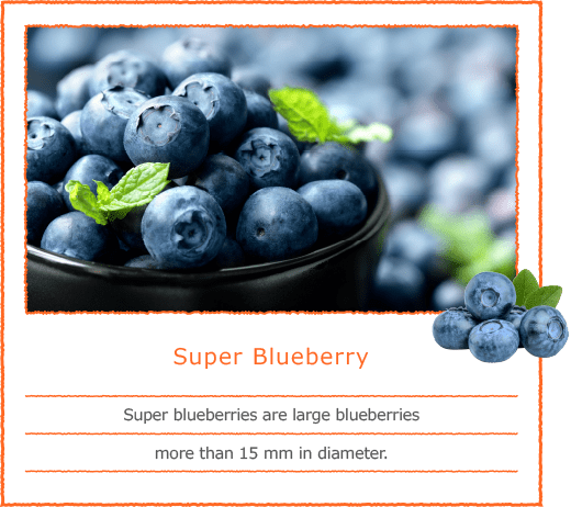 Super Blueberry