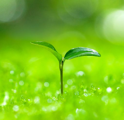 サステナビリティ